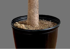 1万円値下❗️耐寒性　ヤマシタマンゴー大苗 マンゴー苗」の人気商品一覧 | 安い商品を通販サイトから探す