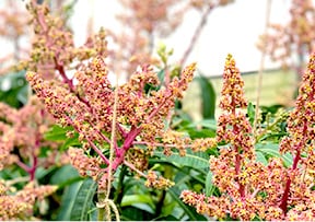 1万円値下❗️耐寒性　ヤマシタマンゴー大苗 マンゴー苗」の人気商品一覧 | 安い商品を通販サイトから探す