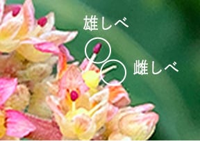1万円値下❗️耐寒性　ヤマシタマンゴー大苗 マンゴー苗」の人気商品一覧 | 安い商品を通販サイトから探す