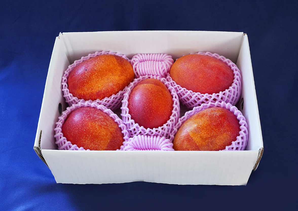 良 沖縄 燦々マンゴー【公式通販2023】 ｜産地直送・送料無料